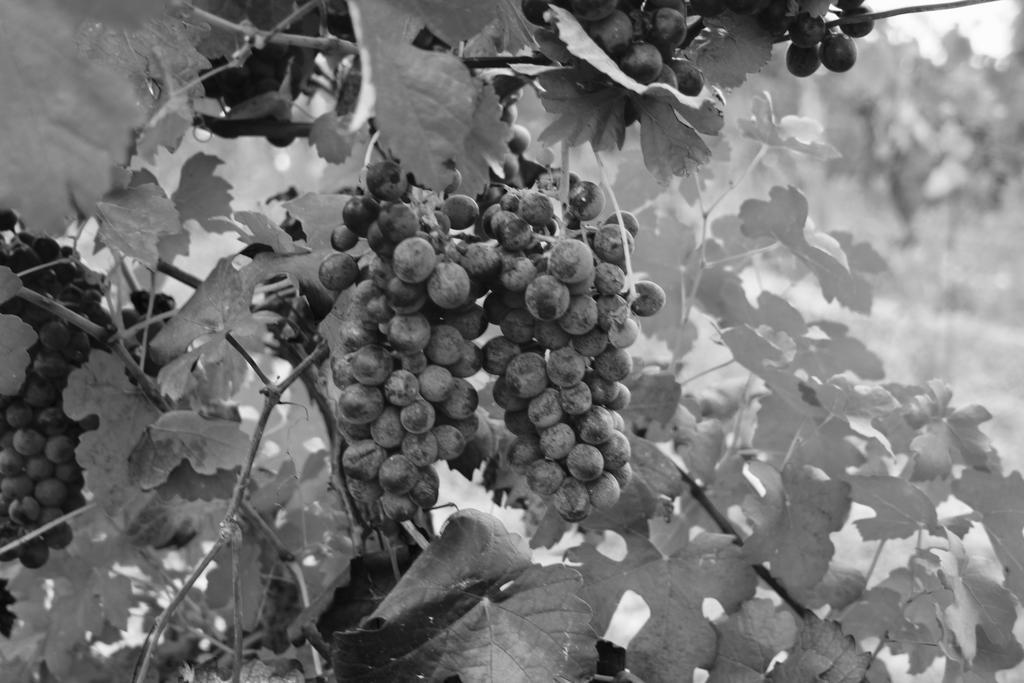 Azienda Agricola Garoglio Davide 알피아노나타 외부 사진