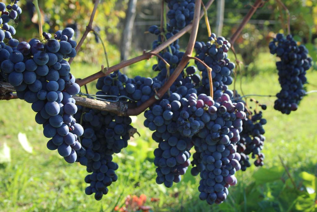 Azienda Agricola Garoglio Davide 알피아노나타 외부 사진
