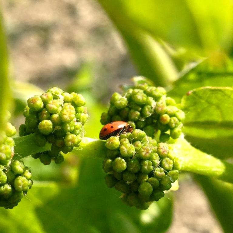 Azienda Agricola Garoglio Davide 알피아노나타 외부 사진