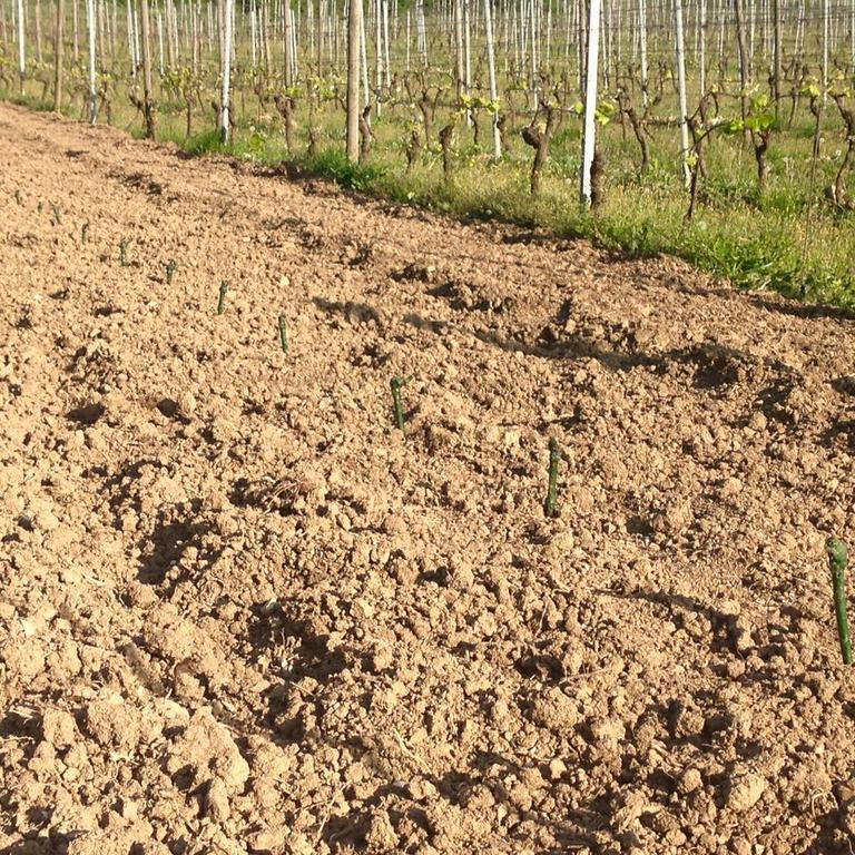 Azienda Agricola Garoglio Davide 알피아노나타 외부 사진